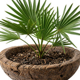 Saw Palmetto