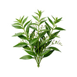 Andrographis Paniculata Extract