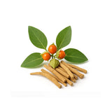 Panax Ginseng