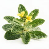 Berberine HCl
