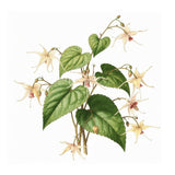 Horny Goat Weed / Epimedium
