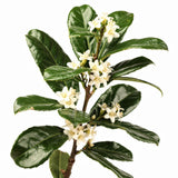 Yerba Mate Extract
